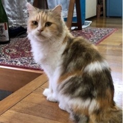 3歳三毛猫女の子