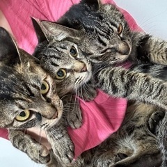 2歳9ヶ月の女の子の里親を募集しています