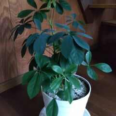 無料　観葉植物の画像