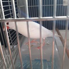 白文鳥(4歳8ヶ月)
