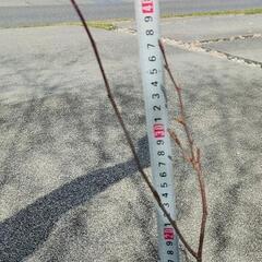 生活雑貨 家庭用品 ガーデニング