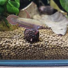 ワイルドベタ　ルブラ♀　1匹