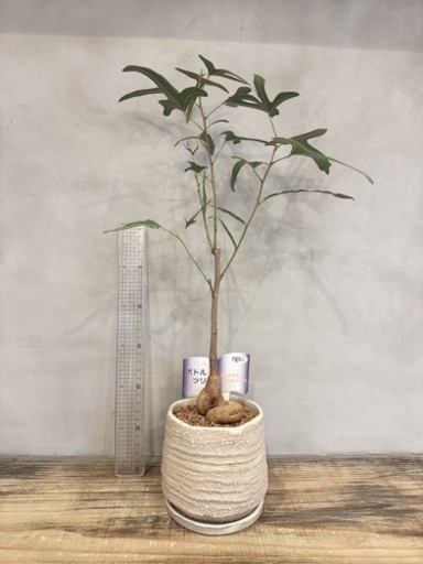 ☆ ボトルツリー•ポプルネウス♪ 陶器 124cm♪ ボトルツリー