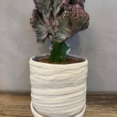 観葉植物・ピンクマハラジャ