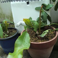 月下美人の挿し木の画像