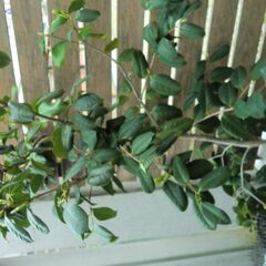 受付終了　椿の鉢植えの画像