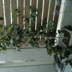受付終了　椿の鉢植えの画像