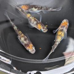 めだか　100円〜3000円　一緒に楽しみましょう(*^^*)