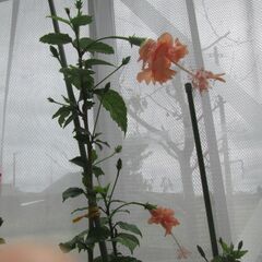 ハイビスカス　苗　画像の追加-2の画像