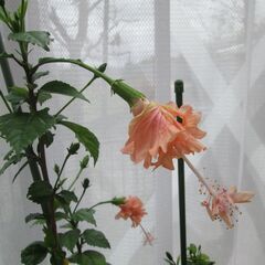 ハイビスカス　苗　画像の追加-2の画像