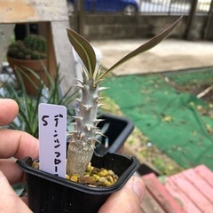 パキポディウム　デンシフローラム　実生　5