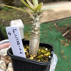 パキポディウム　デンシフローラム　実生　4