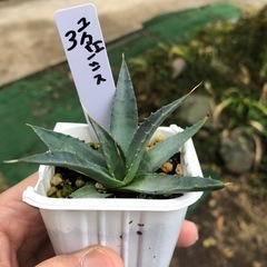 アガベ　ユタエンシス　実生　3