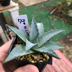 アガベ　ユタエンシス　実生　7