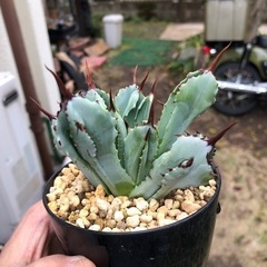 キュービック　1