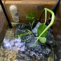 環境完成済み小型水槽セット