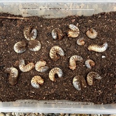 新潟産　　カブトムシの幼虫18匹