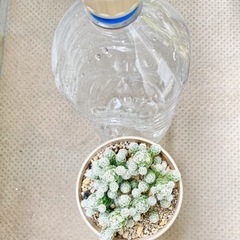 サボテン🌵ギンテマリ（銀手毬）の画像