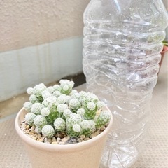 サボテン🌵ギンテマリ（銀手毬）の画像