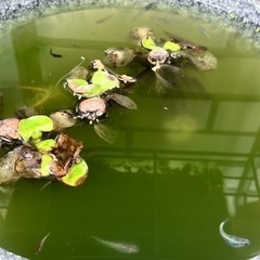 メダカ◎決まりました