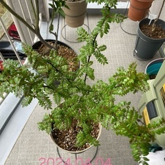 【交換希望】花山椒4,5年生（初蕾）