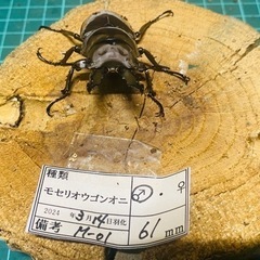 （お取引中）①モセリオウゴンオニクワガタ　　オス単品　　　　　