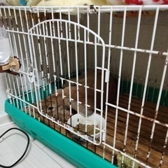 ロップイヤー  (クレマ)  検討中
