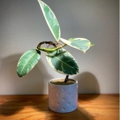 作り物の様な葉模様　螺旋状の幹　インテリアグリーン　オシャレ観葉植物