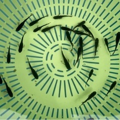 オロチメダカ20匹の画像