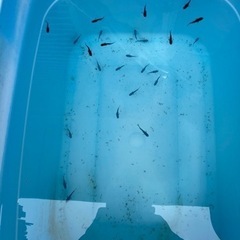 オロチメダカ20匹の画像