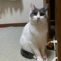 かわいい女の子🐱