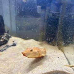 淡水フグ　テトラオドンミウルスレッドの画像