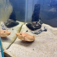 淡水フグ　テトラオドンミウルスレッドの画像