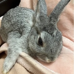 うさぎです