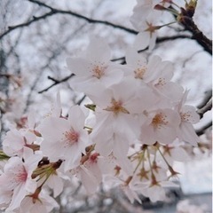 お散歩🚶‍♀️友達募集❣️ - 宮崎市