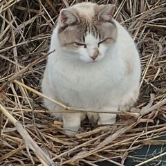 【埼玉・久喜】猫が好きな友達募集 - メンバー募集