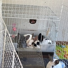 ミニウサギ  4ヶ月