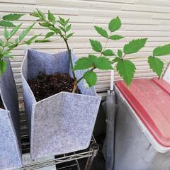 タラの木の画像