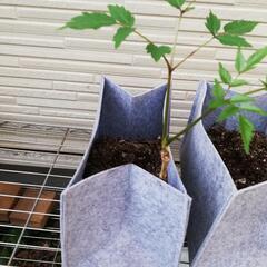 タラの木の画像