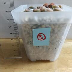 ③リトープス mix 多肉植物 大津絵多め