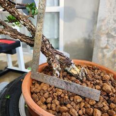 生活雑貨 家庭用品 ガーデニングの画像