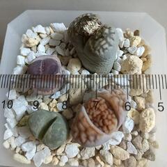 〖お話し中〗⑤リトープス mix 多肉植物 大津絵など