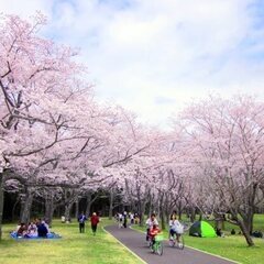 🚨⭐️満員御礼⭐️🚨！4/6＊代々木公園＊土曜日は「そうだ！のんびり都心で花見しよう♪♪😄⭐️』 - メンバー募集