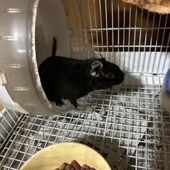 ペット