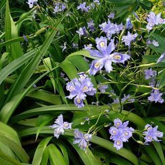 しゃが /  こちょうか植物 + 植木鉢の画像