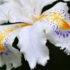 しゃが /  こちょうか植物 + 植木鉢の画像