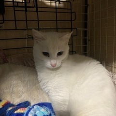 田舎で生まれたハクちゃん、メス。花屋さんで生まれた、身体大きいけ...