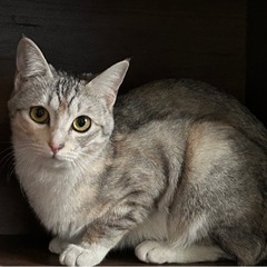 お願いいたします🥺