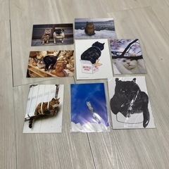 猫ポストカード