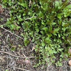 フジバカマ　紫花
の画像